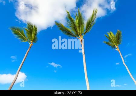 Trois palmiers sont sous ciel bleu nuageux, nature de la république dominicaine Banque D'Images
