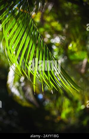 Feuille de palmier vert vif sur fond flou, photo tropicale naturelle verticale Banque D'Images