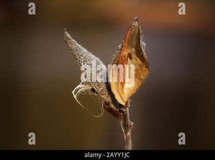 Beauté des pods de graines de milkweed sous lumière d'automne Banque D'Images