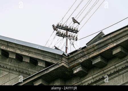 Oiseaux corneille noir et blanc assis sur un ancien poteau électrique au-dessus d'un bâtiment classique Banque D'Images