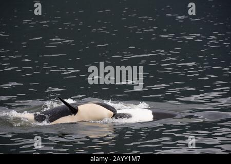 Bébé Orca (Killer Whale) sur la mère au large de l'île Wrangell, dans le sud-est de l'Alaska, aux États-Unis. Banque D'Images