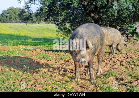 Cochon ibérique dans la prairie d'Estrémadure. Banque D'Images