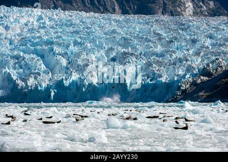 Phoque commun (Phoca vitulina) reposant sur des icebergs devant le glacier LeConte, un glacier marémotrice de la baie LeConte nommé en l'honneur du bi californien Banque D'Images