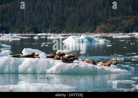 Phoque commun (Phoca vitulina) reposant sur des icebergs dans la baie de LeConte, nommé en l'honneur du biologiste californien Joseph LeConte, dans les Fores nationaux de Tongass Banque D'Images