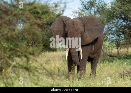 Éléphants du parc national de Tarangire Banque D'Images