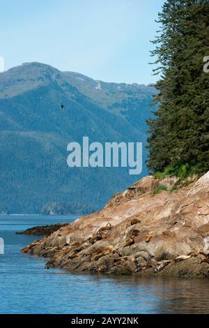 Les otaries de Steller (Eumetopias jubatus) sur Sunset Island dans le passage Stephens dans la forêt nationale de Tongass, dans le sud-est de l'Alaska, aux États-Unis. Banque D'Images