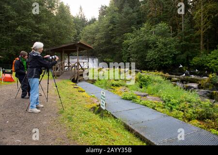 Les touristes photographiant des ours noirs à l'écloserie de poissons de Neets Bay, canal de Behm dans le sud-est de l'Alaska près de Ketchikan, aux États-Unis. Banque D'Images