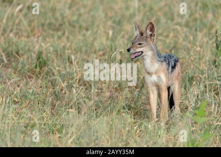 Jackal À Dos Noir Dans Le Parc National De Tarangire, En Afrique Banque D'Images