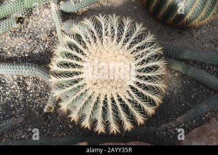 Big 'Echocactus Grusonii' Golden Barrel ball ou 'autres En coussin de loi' cactus, vue de dessus Banque D'Images