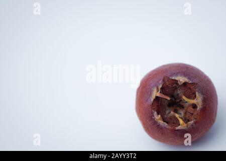 mésilus germanica de fruits medlar . Aquarelle de fruits mûris dessinés à la main medlar Mespilus germanica, connue sous le nom de medlar ou medlar commun isolé sur un Banque D'Images