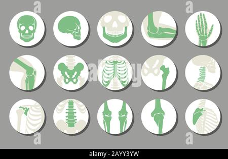 Icônes orthopédiques et vectorielles du rachis. OS humain de l'illustration et de l'anatomie squelette de l'image de rayons X osseux Illustration de Vecteur