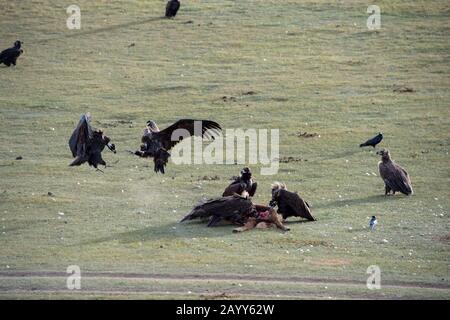 Vautours ineras (Aegypius monachus) et vautour himalayenne ou vautour himalayenne griffon (Gyps himalayensis) se nourrissant sur un cheval mort dans l'Orkhon Va Banque D'Images