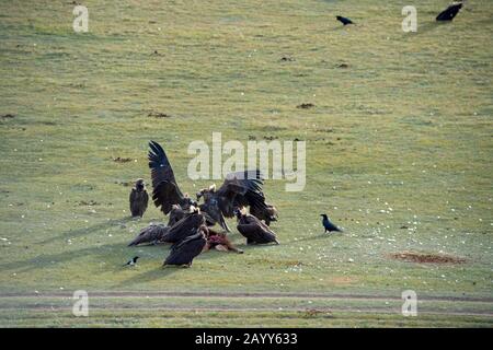 Vautours ineras (Aegypius monachus) et vautour himalayenne ou vautour himalayenne griffon (Gyps himalayensis) se nourrissant sur un cheval mort dans l'Orkhon Va Banque D'Images