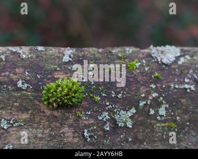 Moss et lichen au mur avec espace de copie derrière Banque D'Images