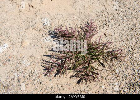 L'une des nombreuses plantes du désert de Gobi (ici près de Bulgan, Mongolie), qui est la plus grande région du désert d'Asie et couvre des parties du nord et de l'NOR Banque D'Images