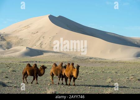 Chameaux Bactrian devant les dunes de sable d'Hongoryn Els dans le désert de Gobi, dans le sud de la Mongolie. Banque D'Images