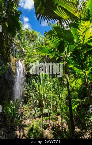 Chute d'eau dans la forêt de palmiers du parc national de Praslin, Ile de Praslin, Seychelles Banque D'Images