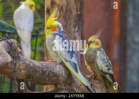 Des cocatitudes dans des couleurs diverses dans l'aviaire ensemble, la célèbre espèce d'oiseau tropical d'Australie Banque D'Images