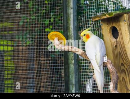 Lutino cocatel dans l'aviaire, populaire mutation de couleur dans l'aviculture, la spéciie des oiseaux tropicaux d'Australie Banque D'Images