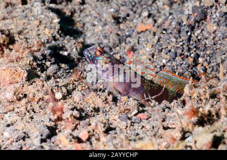 Crevettes à large portée, Amblyeleotris latifasciata, détroit de Lembeh, Sulawesi du Nord, Indonésie, Pacifique Banque D'Images