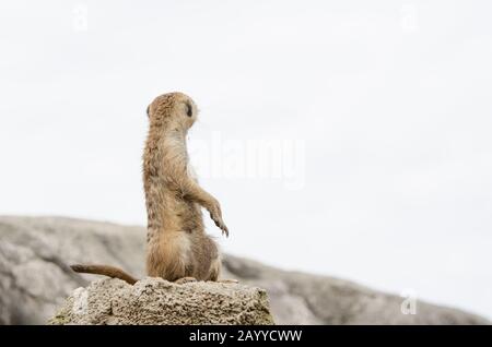 Meerkat permanent, suricate, Suricata suricatta, regardant derrière; spécimen en captivité Banque D'Images