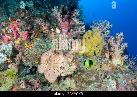 La scène des récifs, avec des coraux d'arbres et des poissons à soapfish à double bande, Diplopion bipasciatum, North Lembeh Island, Lembeh Strait, North Sulawesi, Indonésie, Pacifique Banque D'Images