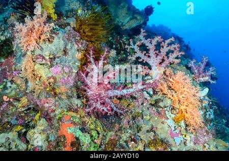 Récif de corail avec Coraux d'arbres, Dendronephthya et Sclerophthya sp., détroit de Lembeh, Sulawesi Nord, Indonésie, Pacifique Banque D'Images