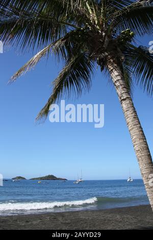 Palmier sur la plage de sable noir de Malendure ouest sur Basse Terre, Guadeloupe, Antilles françaises. Banque D'Images