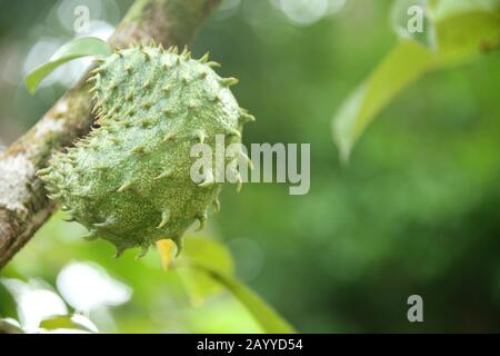 Soursop croissance des fruits tropicaux dans l'arbre Antona muricata dans la forêt tropicale, Sainte-Lucie, Caraïbes. Banque D'Images