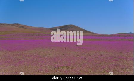 Désert d'Atacama recouvert de fleurs sauvages endémiques cistanthe grandiflora connu sous le nom de 'Pata de Guanaco', vue aérienne de basse altitude Banque D'Images