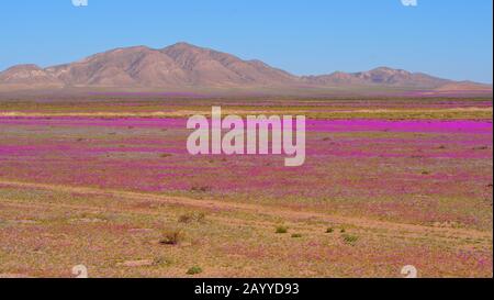 Désert d'Atacama recouvert de fleurs sauvages endémiques cistanthe grandiflora connu sous le nom de 'Pata de Guanaco', vue aérienne de basse altitude Banque D'Images