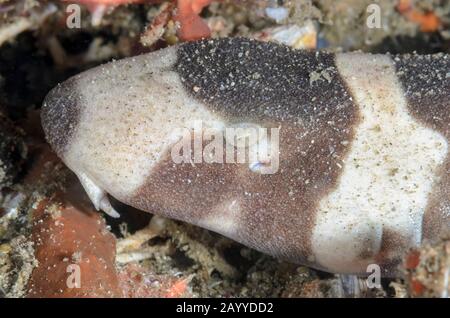 Requin-Bambou À Bandes Brunes, Punctatum De Chiloscyllium, Détroit De Lembeh, Sulawesi Du Nord, Indonésie, Pacifique Banque D'Images