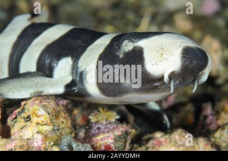 Requin bambou à bandes brunes, punctatum de Chiloscyllium, détroit de Lembeh, Sulawesi du Nord, Indonésie, Pacifique Banque D'Images