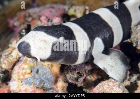 Requin bambou à bandes brunes, punctatum de Chiloscyllium, détroit de Lembeh, Sulawesi du Nord, Indonésie, Pacifique Banque D'Images
