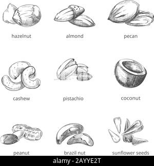 Ecrous vectoriels définis dans le style dessiné à la main. Illustration de la collection de noix d'amande et d'arachide, de noix et de noix de cajou Illustration de Vecteur