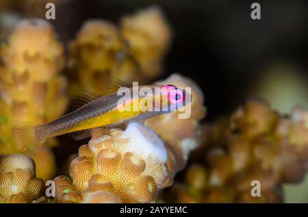 Goby aux yeux roses, Bryaninops natans, détroit de Lembeh, Sulawesi du Nord, Indonésie, Pacifique Banque D'Images