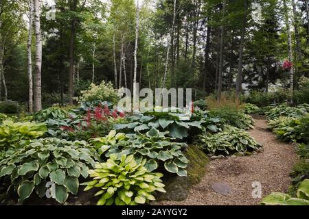 Chemin de paillis de cèdre à travers les frontières avec les plantes Hosta et rouge Astilbes dans le jardin boisé de cour en été Banque D'Images