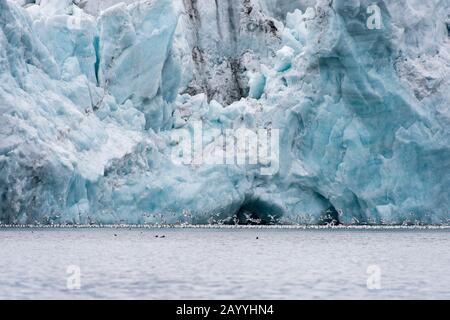 Kittiwakes à pattes noires (Rissa tridactyla) se nourrissant dans l'eau de fusion devant le Samarinbreen, un glacier à Hornsund à Svalbard, Norvège. Banque D'Images