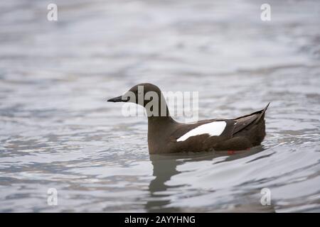 Un guillemot noir (Cephus grylle) nageant au Samarinbreen, un glacier à Hornsund à Svalbard, Norvège. Banque D'Images