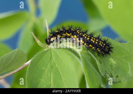 Fritillaire rare (Euphydryas maturna, Hypodryas maturna), caterpillar mangeant au chèvrede miel, Allemagne Banque D'Images