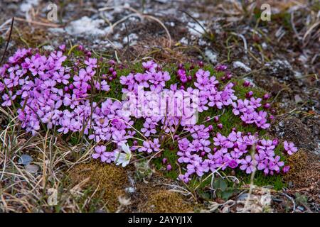 Saxifrage pourpre floraison sur la toundra à Kapp Lee sur l'île d'Edgeoya, Svalbard, Norvège. Banque D'Images