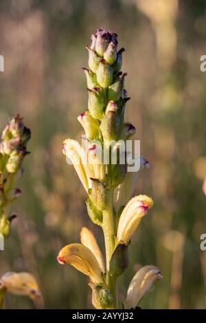 Moor-King, Moorking, Moor-King Lousewort, le roi Charles sceptre (Pedicularis sceptre-carolinum), en pleine floraison, Allemagne, Bavière Banque D'Images