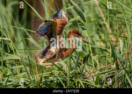 Heron pourpre (Ardea purpurea), jeune oiseau marchant à travers l'herbe haute, répand les ailes, Allemagne, Bavière, Niederbayern, Basse-Bavière Banque D'Images