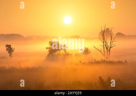 Brouillard dans la vallée du Zeverenbeek au lever du soleil, Belgique, Flandre Occidentale, Deinze, Zeverenbeek Banque D'Images