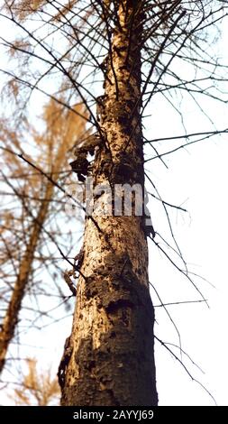 Épinette de Norvège (Picea abies), épinette morte causée par une sécheresse et une infestation de dendroctone du dendroctone du dendroctone du pin ponderosa, Allemagne, Rhénanie-du-Nord-Westphalie Banque D'Images