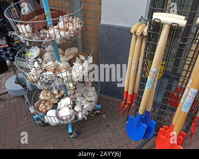 Vente de chovels, de coquillages tropicaux et de coquillages d'escargot dans une boutique de souvenirs en mer du Nord, aux Pays-Bas, à Noordwijk aan Zee Banque D'Images