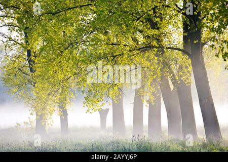 Peuplier canadien (Populus x canadensis), zone humide de Vosselare au printemps, Belgique, Flandre Orientale, Vosselare, Ooidonk Banque D'Images