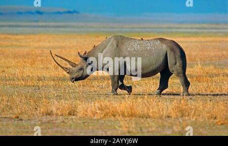 Rhinocéros noirs, rhinocéros accro, rhinocéros de navigation (Diceros bicornis), marche dans la savane, vue latérale, Afrique Banque D'Images