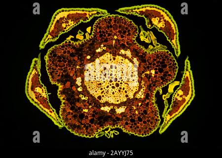 Chêne-he (Casuarina), coupe transversale d'une feuille, image fluorescente Banque D'Images