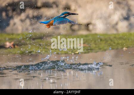 River kingfisher (Alcedo atthis), sortie de l'eau, Allemagne, Bavière, Niederbayern, Basse-Bavière Banque D'Images